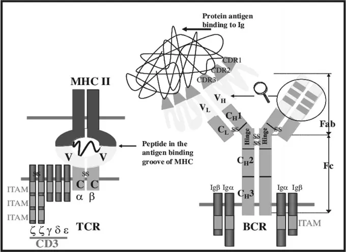 Figure 1.1. The composition of the T cell receptor (TCR) and the B cell receptor (BCR). TCR is composed of the CD3 complex and ab (or gd) subunits. ab (or gd) subunits bind the MHC-bound antigenic epitope, the CD3 complex transduces intracellular signaling. BCR is composed of the surface immunoglobulin and the Iga and Igb accessory molecules. MHC: Major histocompatibility complex; V: variable region of the receptor; C: constant region of the receptor; z z g d e are subunits of the CD3 complex; a and b are TCR subunits; Ig: membrane-bound immunoglobulin; Iga and Igb are BCR accessory BCR molecules; Hc and Lc are constant regions of the heavy (H) or light (L) chain of immunoglobulin; Hv and Lv are variable regions of the heavy (H) or light (L) chain of immunoglobulin; CDR: complementarity determining region.