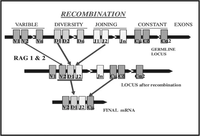 Figure 1.2. The immunoglobulin heavy chain locus as the example of genomic organization of antigen receptors. V, D, J exons encode the variable region of the immunoglobulin antigen-binding site and C exons encode the constant region.