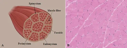 Figure 1.1