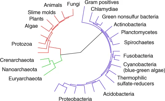 Interactive Tree Of Life – an online phylogenetic tree viewer and Tree of Life resource. Eukaryotes, archaea, and bacteria are shaded differently.