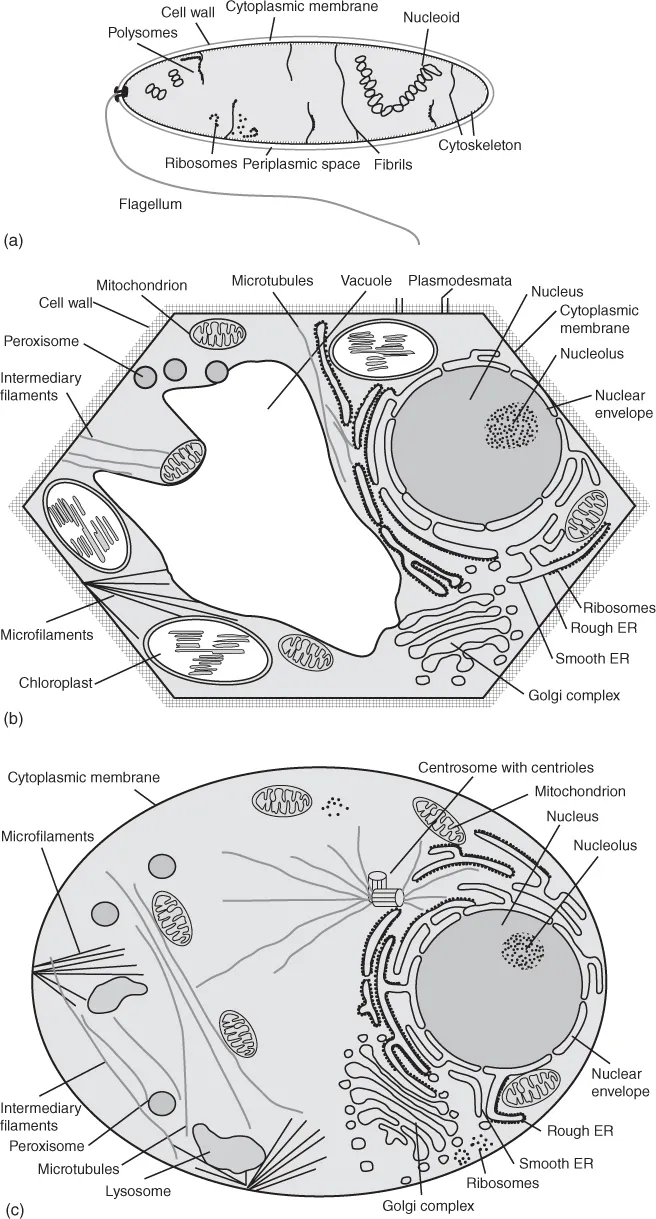 Schematic structures of prokaryotic and eukaryotic cells. (a) Bacterial cell, (b) plant mesophyll cell, and (c) animal cell with their labelled parts.