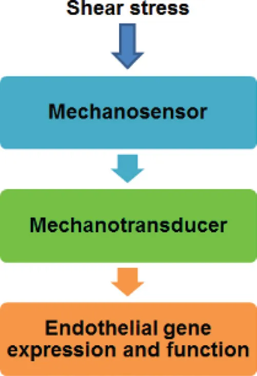 fig1_1_C.webp