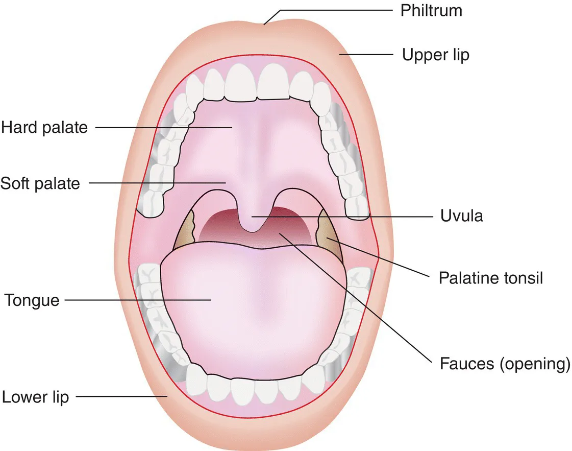 Schematic illustration of the structure of the oral cavity.