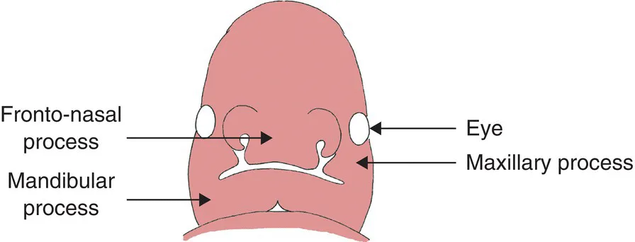 Schematic illustration of the facial development at 4 weeks in utero.