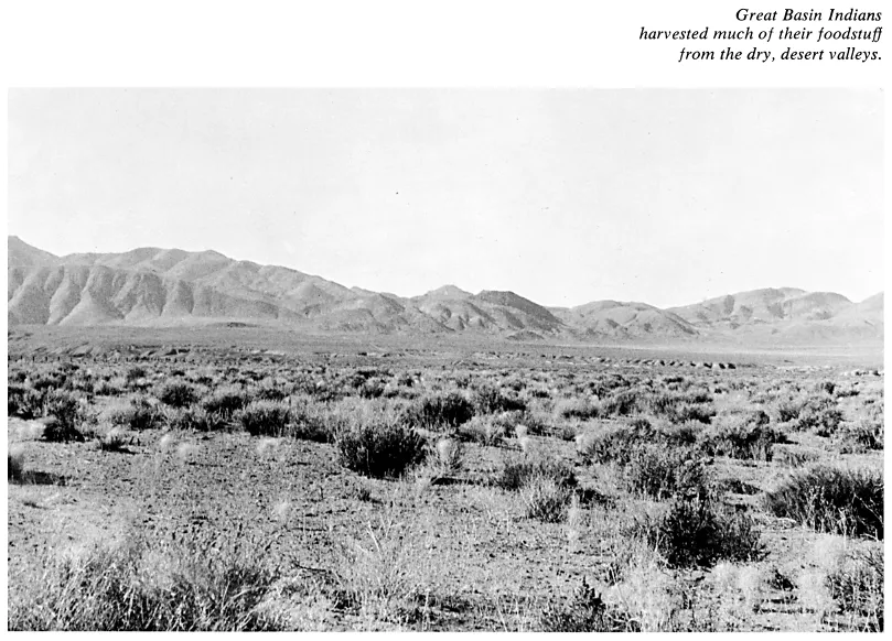 Image: Great Basin Indians harvested much of their foodstuff from the dry, desert valleys.