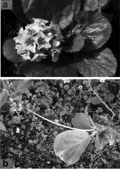 Figure 10.1. (a) Flowers of Bergenia ciliata (@ www.iprsindh.com.pk), (b) Bergenia ciliata plant (@ Ripu Kunwar).