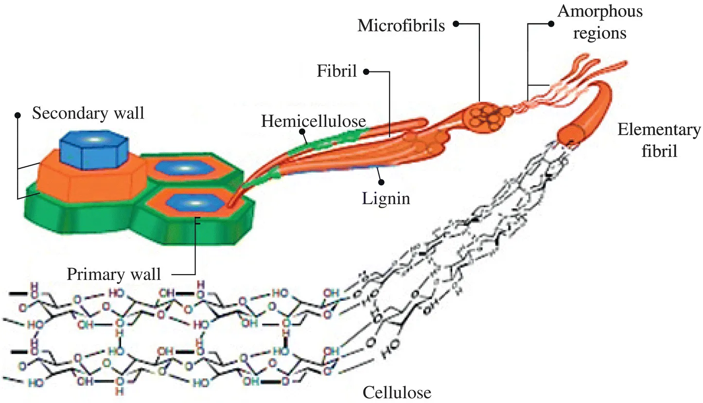 Schematic illustration for the structure of cellulose extracted from plants.