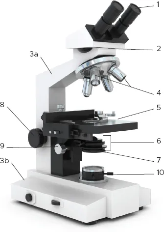 Figura 1.1 Il microscopio ottico. 1. Oculare. 2. Tubo di osservazione. 3a. Stativo, braccio. 3b. Stativo, base. 4. Obiettivi. 5. Tavolino traslatore. 6. Condensatore. 7. Diaframma. 8. Vite macrometrica. 9. Vite che regola l’altezza del condensatore. 10. Sorgente luminosa.