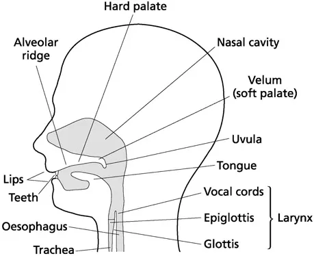 Figure 1.1 The structure of the human vocal tract