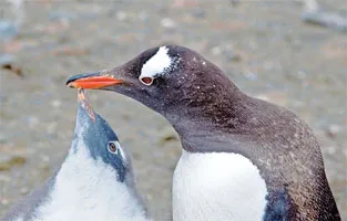 Figure 1-3 Penguin feeding. The instinctive behaviors of an adult penguin and its offspring photographed in Antarctica, 2009. Top, the young penguin asks for food by bumping its beak against its parent’s beak. Bottom, the parent releases the food into the young penguin’s mouth. (Courtesy of Lubert Stryer.)