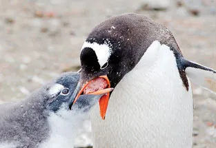 Figure 1-3 Penguin feeding. The instinctive behaviors of an adult penguin and its offspring photographed in Antarctica, 2009. Top, the young penguin asks for food by bumping its beak against its parent’s beak. Bottom, the parent releases the food into the young penguin’s mouth. (Courtesy of Lubert Stryer.)