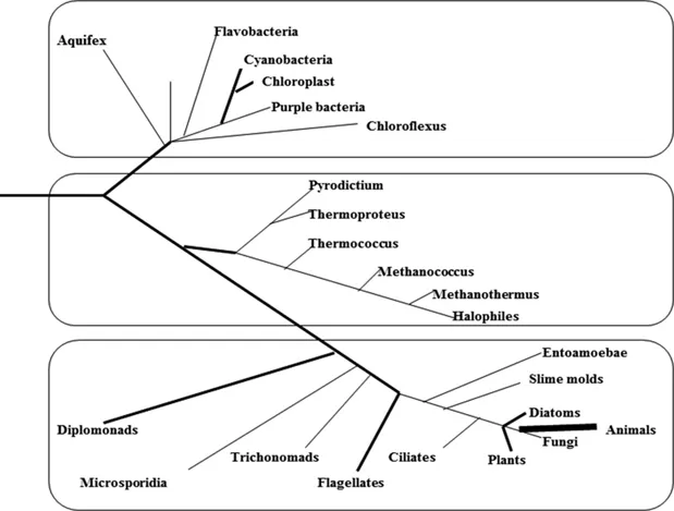 Figure 1.1: Three domain kingdom classification systems (Woese et al. 1972).