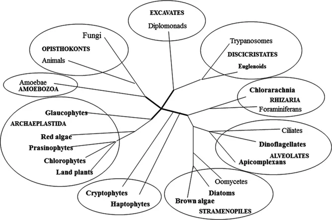 Figure 1.2: Current reorganization of super-groups in the domain Eukarya (Based on Gould et al. 2008; Achibald 2009).
