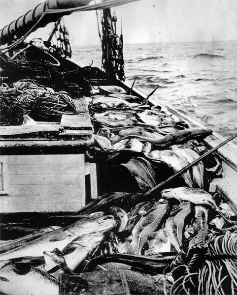 Large pile of fish scattered on the deck of of a fishing boat at sea; the fish are surrounded by rope and rolled up nets