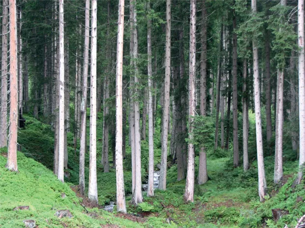 FIG 1.1 An Austrian spruce forest. Large, medium-to-fast-growing trees reach 35–60m in height over 20–50 years.