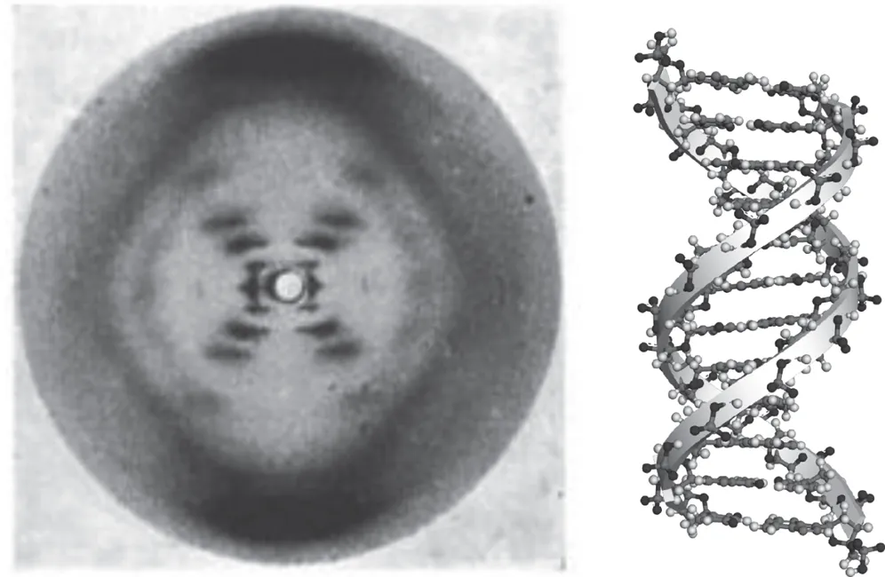 Photo depicts the diffraction pattern of the canonical DNA duplex and its chemical structure. 