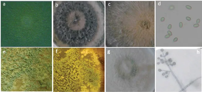 Figure 1. Characteristic features of Trichoderma strains. (a) T. viride, (b) T. asperellum DWG3, (c) T. harzianum, (d) conidia of T. asperellum, (e) T. longibrachiatum, (f) T. longibrachiatum during confrontation with Fusarium strain, (g) T. asperellum Tv 104, (h) T. harzianum germination and growing on PDA medium.