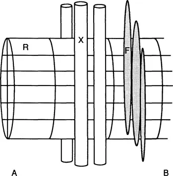 Figure 1 Diagram of the way in which xylem conduits (X) and fibers (F) make contact with ray cells in wood of a tree such as Acer. The ray cells (R) run radially in groups like the spokes of a wooden wheel from the center of the tree trunk (B) toward the periphery (A).