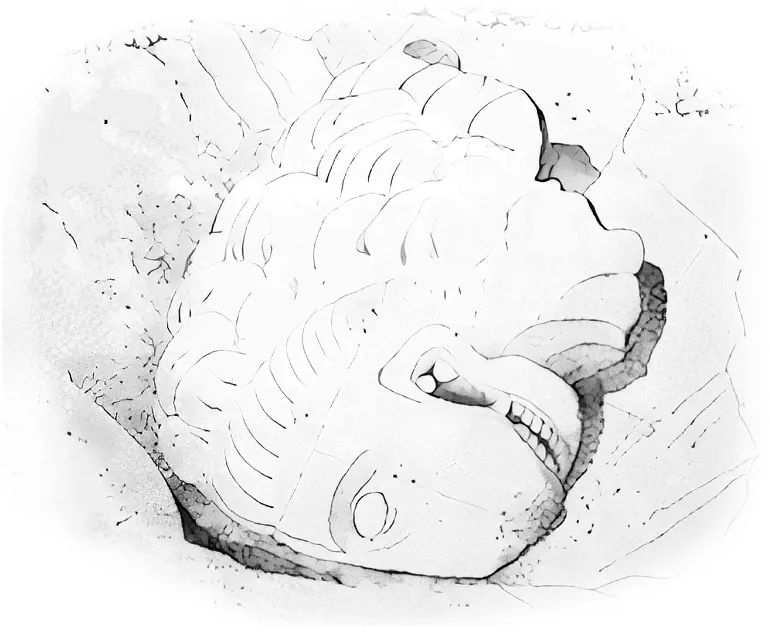 Lion's head sketch