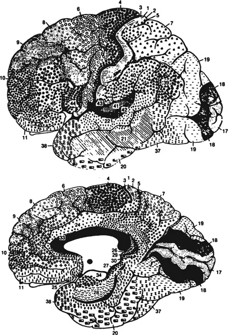 Fig. 1.1. Cortical areas numbered according to Brodmann’s system.