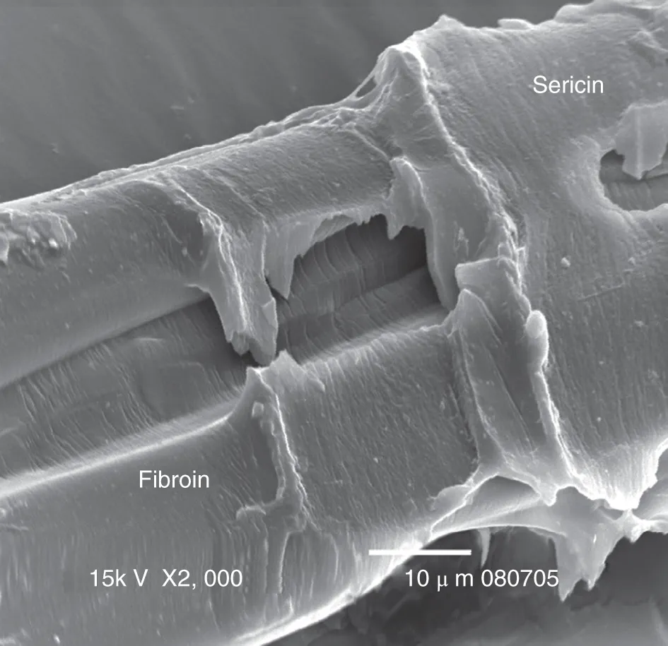Photo depicts the scanning electron microscope (SEM) of a silk filament that contains fibroin and sericin.
