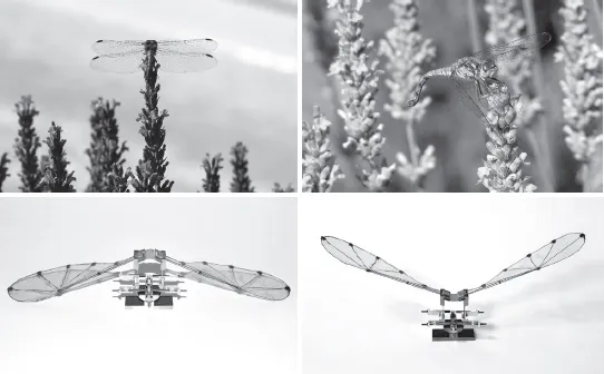 Fig. 1. Dalle libellule vere (© Pouydebat) al microdrone Remanta e al dimostratore, qui raffigurato con le ali sollevate (© Onera).