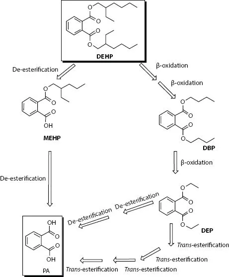 Chemical structure of DEHP biodegradation pathways to obtain MEHP, DBP, and DEP.