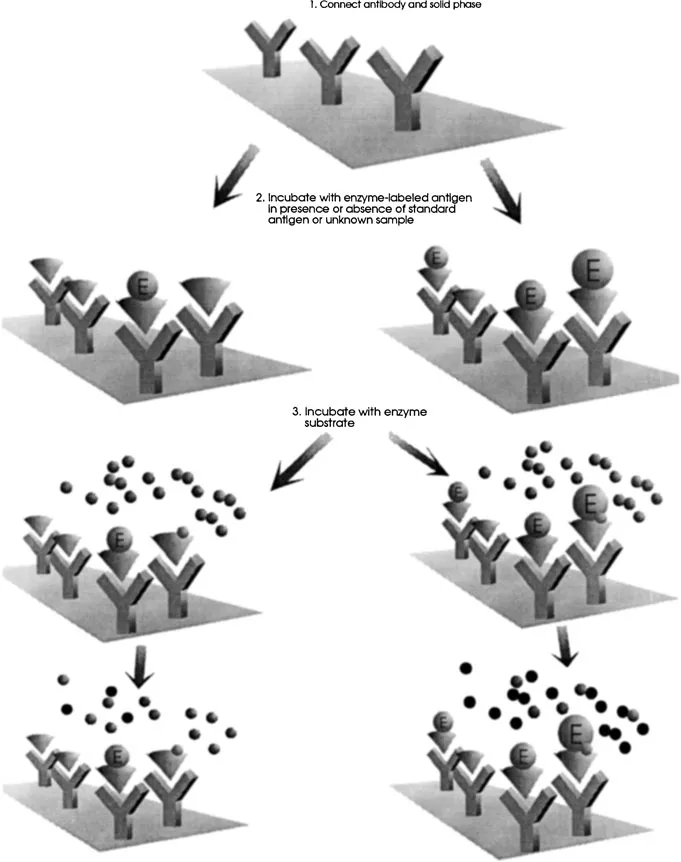 Figure 1 Competitive solid-phase immunoassay.