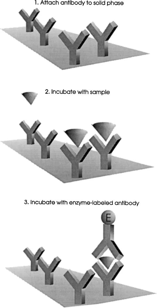 Figure 2 Noncompetitive solid-phase immunoassay.