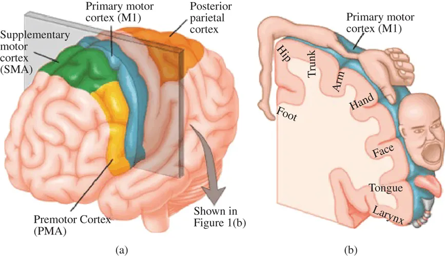 Schematic illustration of functional description of the brain motor cortex.
