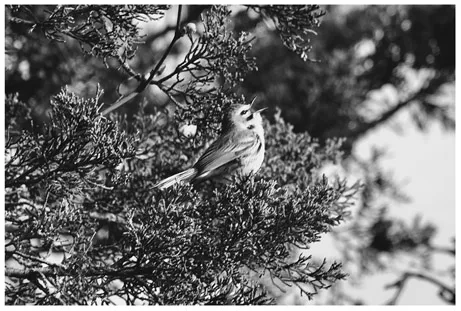  Prairie Warbler perched in a cedar tree, its bill open in song.