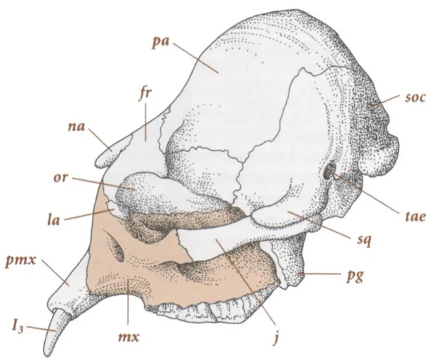 Schematic illustration of the skull of a young present-day Asian elephant in left lateral view.