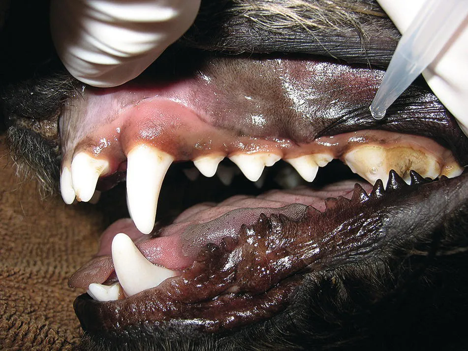 Photo depicts applying dilute chlorhexidine prior to starting the dental procedure.