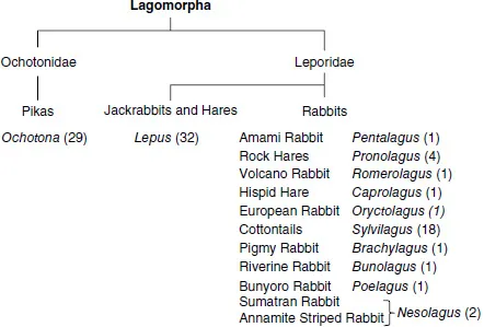 A schematic representation shows the families and species of the order Lagomorpha.
