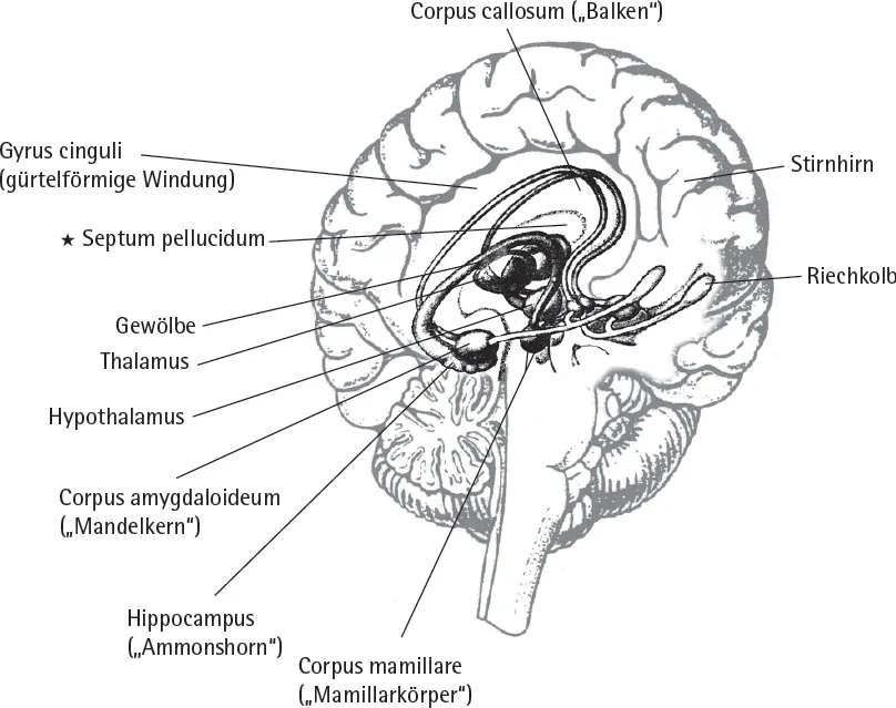 Die Abbildung zeigt das Gehirn, in dem das limbische System hervorgehoben wurde