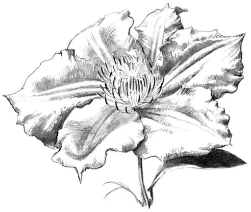 illustration