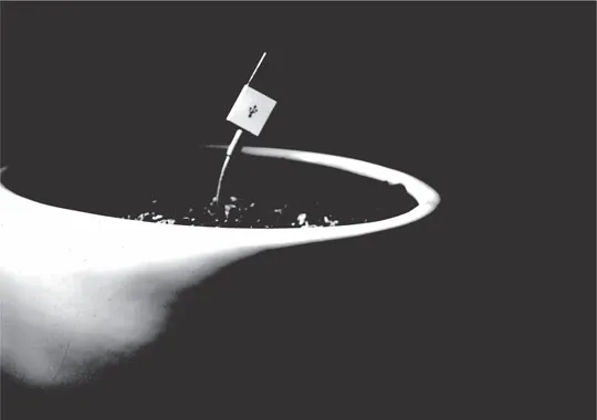 A USB cable is inserted into a plant pot.