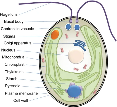Schematic illustration of cellular organization of the microalga Chlamydomonas sp.