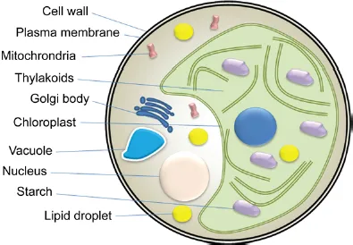 Schematic illustration of cellular organization of the microalga Chlorella sp.