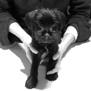 A black and white photograph showing Tom, as a puppy of nine weeks old being held by the author