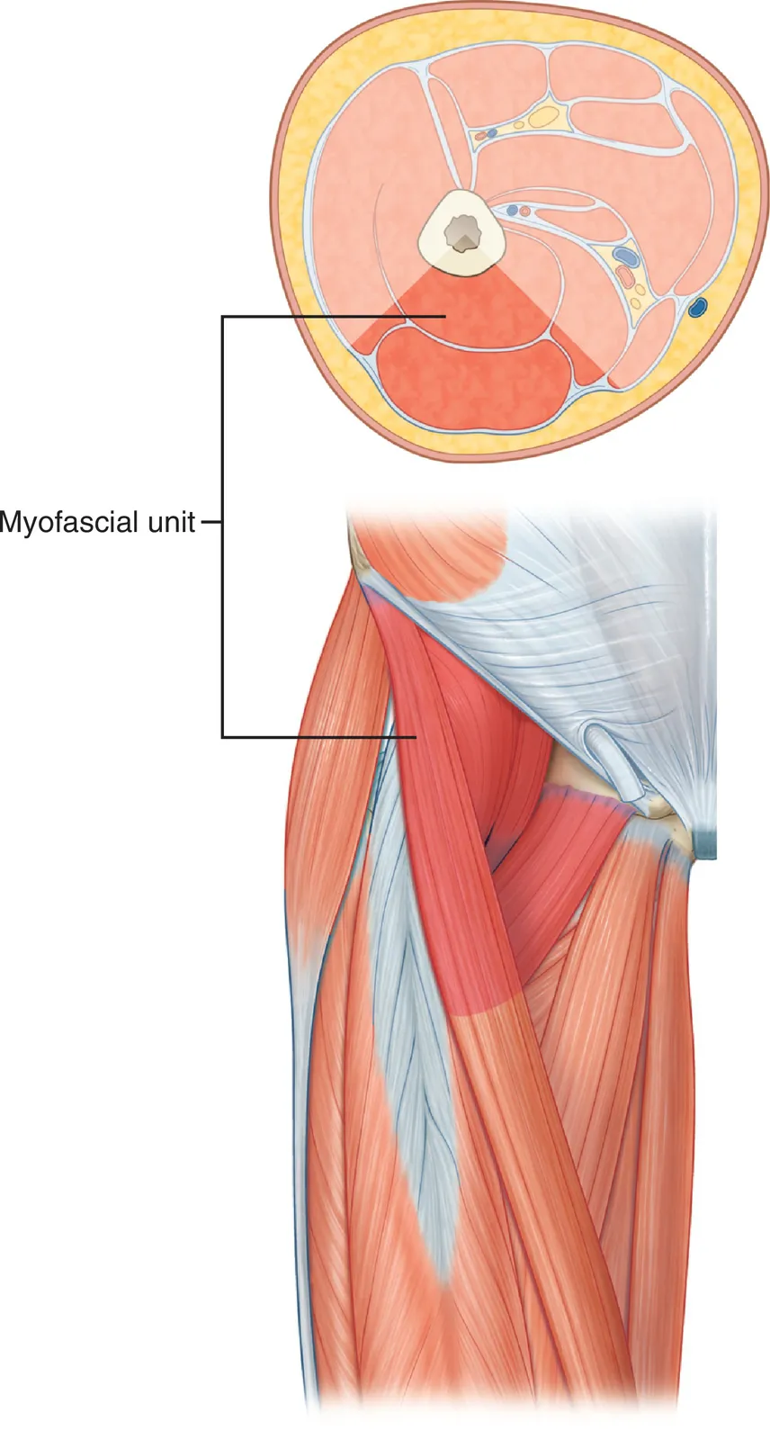 f01-03-9780702066597