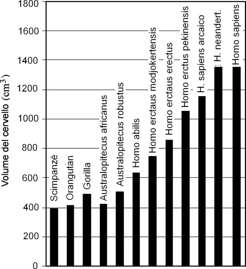 Figura 1.2 - Volume medio del cervello nelle scimmie antropomorfe, negli ominidi e nell’uomo (immagine tratta e modificata da Genta, Incontri lontani cit.).