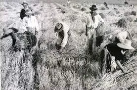 C:\Users\Luifi\Desktop\Una storia Un ricordo Castri Sangri\mietitura fato 1.webp