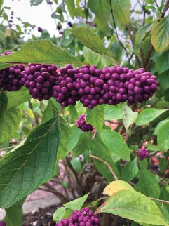 Beautyberry