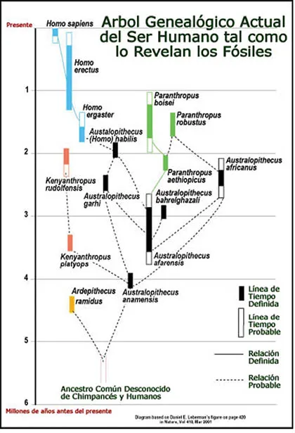 1.3.%20arbol_genealogico_humano.tif