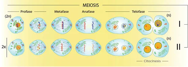 09%20La%20meiosis.tif