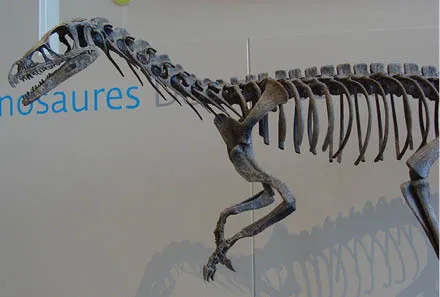 24Eoraptor_lunensis_skeleton.tif