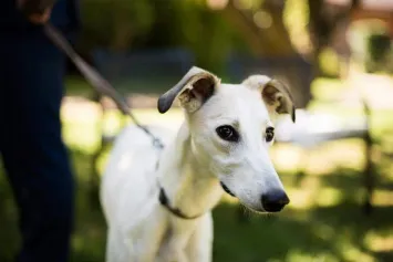 A photo of a sight hound with a long, lean head and a lean body on a lead.