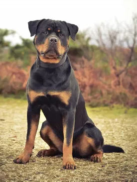 A photo of a mastiff wearing a dog collar in a sitting position. The head of the mastiff is broad and the body is huge.