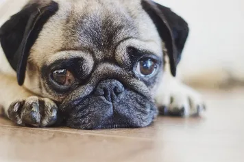A photo of a short-muzzled dog lying on the floor. The dog has a flattened face, floppy ears, and huge eyes.